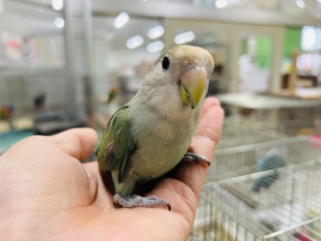 説明画像です