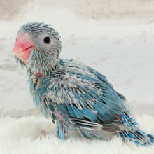 小さいけれどアピール力も存在感も大きいよ‪☆マメルリハ(ブルー) 女の子 ヒナ