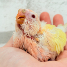 果汁たっぷり🫧黄桃ちゃん🐣🍑💦アキクサインコ(ルチノー) ヒナ