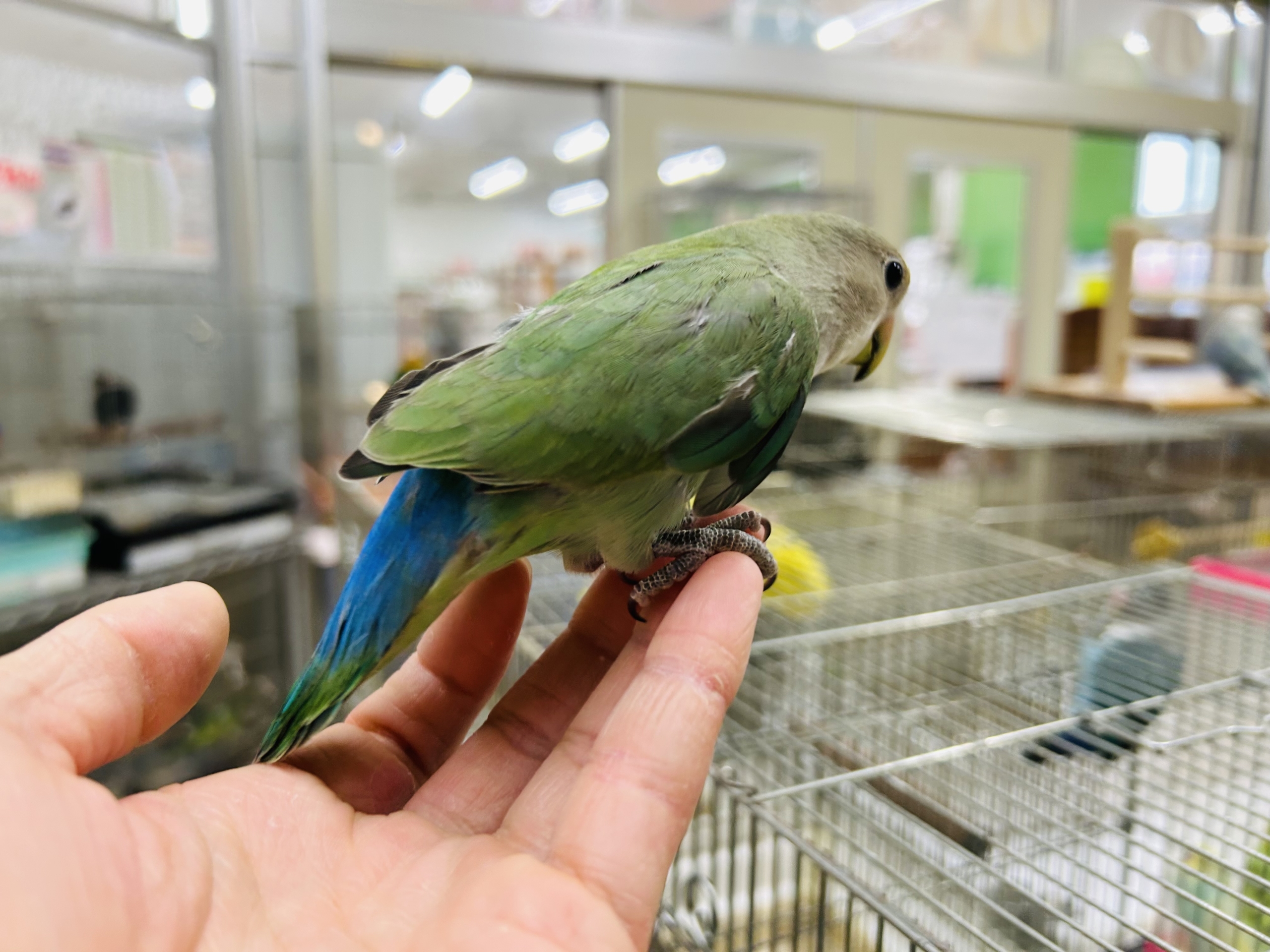 コザクラインコ（小桜インコ）