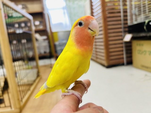 コザクラインコ（小桜インコ）