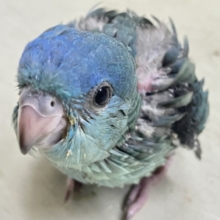 爆裂荒波？！🌊はっちゃけピーポｩ！🚨🚓🚨サザナミインコ(ターコイズ/2026年3月生まれ)