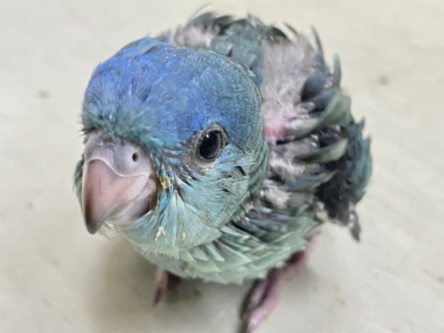 爆裂荒波?!🌊はっちゃけピーポゥ!🚨🚓🚨サザナミインコ(ターコイズ/2026年3月生まれ) 爆裂荒波?!🌊はっちゃけピーポゥ!🚨🚓🚨サザナミインコ(ターコイズ/2026年3月生まれ)