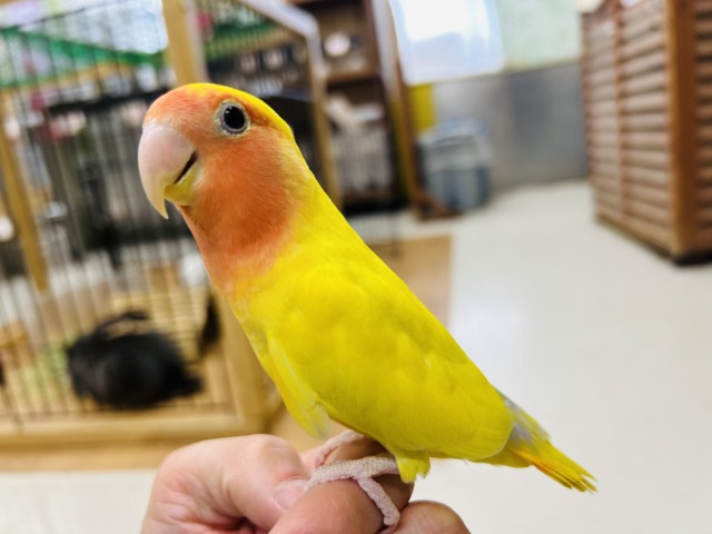 【☆最新画像更新☆】優しい黄色のコザクラインコ💚💛（ゴールデン系）