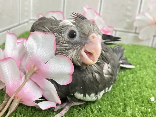 オカメインコ