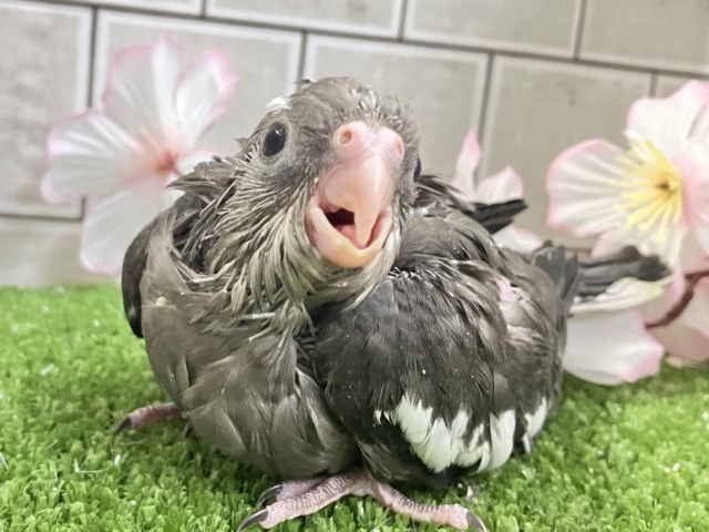 謎々明かせ!シャドウの素顔🫶🖤オカメインコ(WF/2026年3月生まれ) 謎々明かせ!シャドウの素顔🫶🖤オカメインコ(WF/2026年3月生まれ)