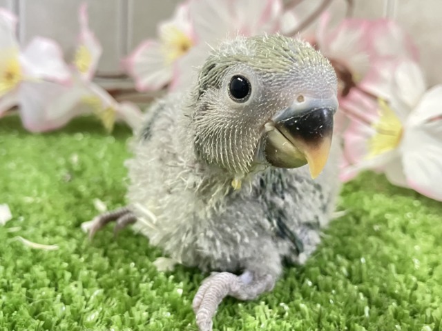 ぎゅぎゅっとイチバン❕新茶だよ(꜆*ˊᵕˋ)꜆🍵コザクラインコ(ノーマル/2026年3月生まれ) ぎゅぎゅっとイチバン❕新茶だよ(꜆*ˊᵕˋ)꜆🍵コザクラインコ(ノーマル/2026年3月生まれ)