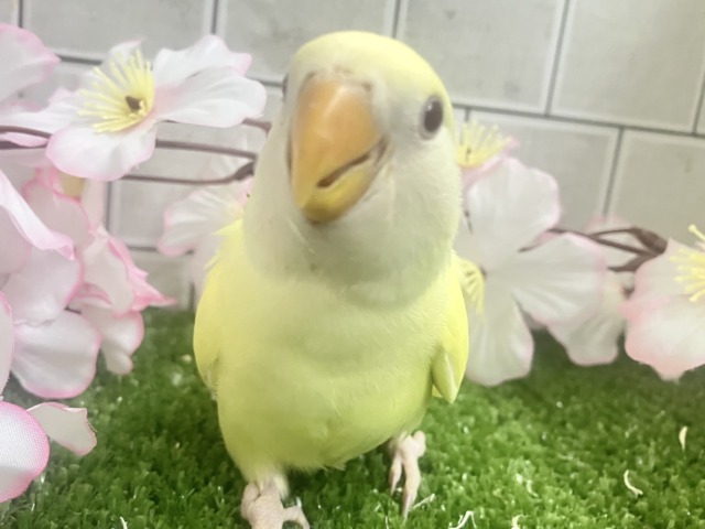 まったりひゃくぱー❕お待たせレモンケーキ🍋🧁🤍コザクラインコ(クリームルチノー/2026年3月生まれ) まったりひゃくぱー❕お待たせレモンケーキ🍋🧁🤍コザクラインコ(クリームルチノー/2026年3月生まれ)