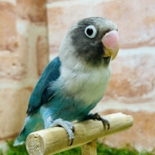 【☆最新画像更新☆】久々にボタンインコさんがやってきましたよ～🎵🎵　（ブルー）