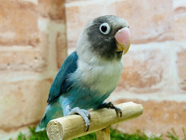 【☆最新画像更新☆】久々にボタンインコさんがやってきましたよ～🎵🎵　（ブルー）