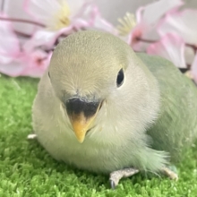 ✨最新画像✨抜け感ハナマル🍥余裕のCLEAR🪞⟡.·*🌿‬コザクラインコ(シーグリーン/2026年3月生まれ)