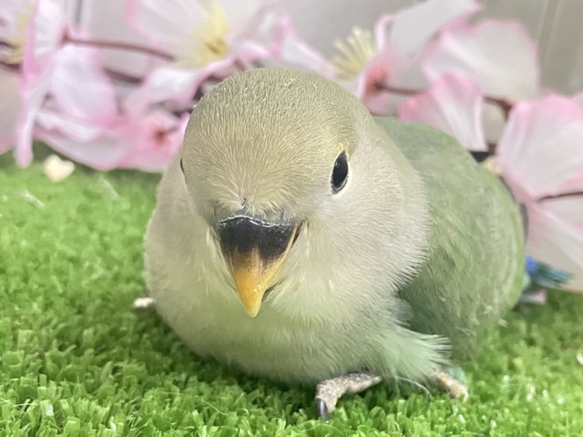 ✨最新画像✨抜け感ハナマル🍥余裕のCLEAR🪞⟡.·*🌿コザクラインコ(シーグリーン/2026年3月生まれ) ✨最新画像✨抜け感ハナマル🍥余裕のCLEAR🪞⟡.·*🌿コザクラインコ(シーグリーン/2026年3月生まれ)