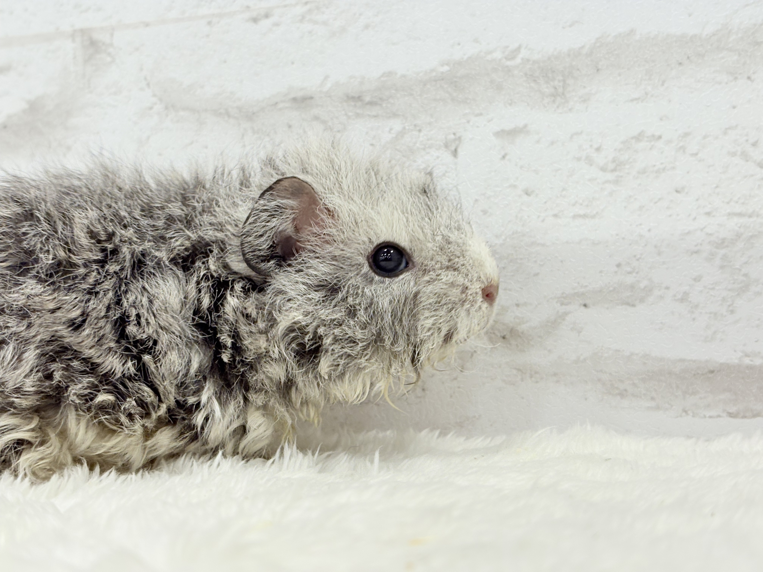 テディモルモット