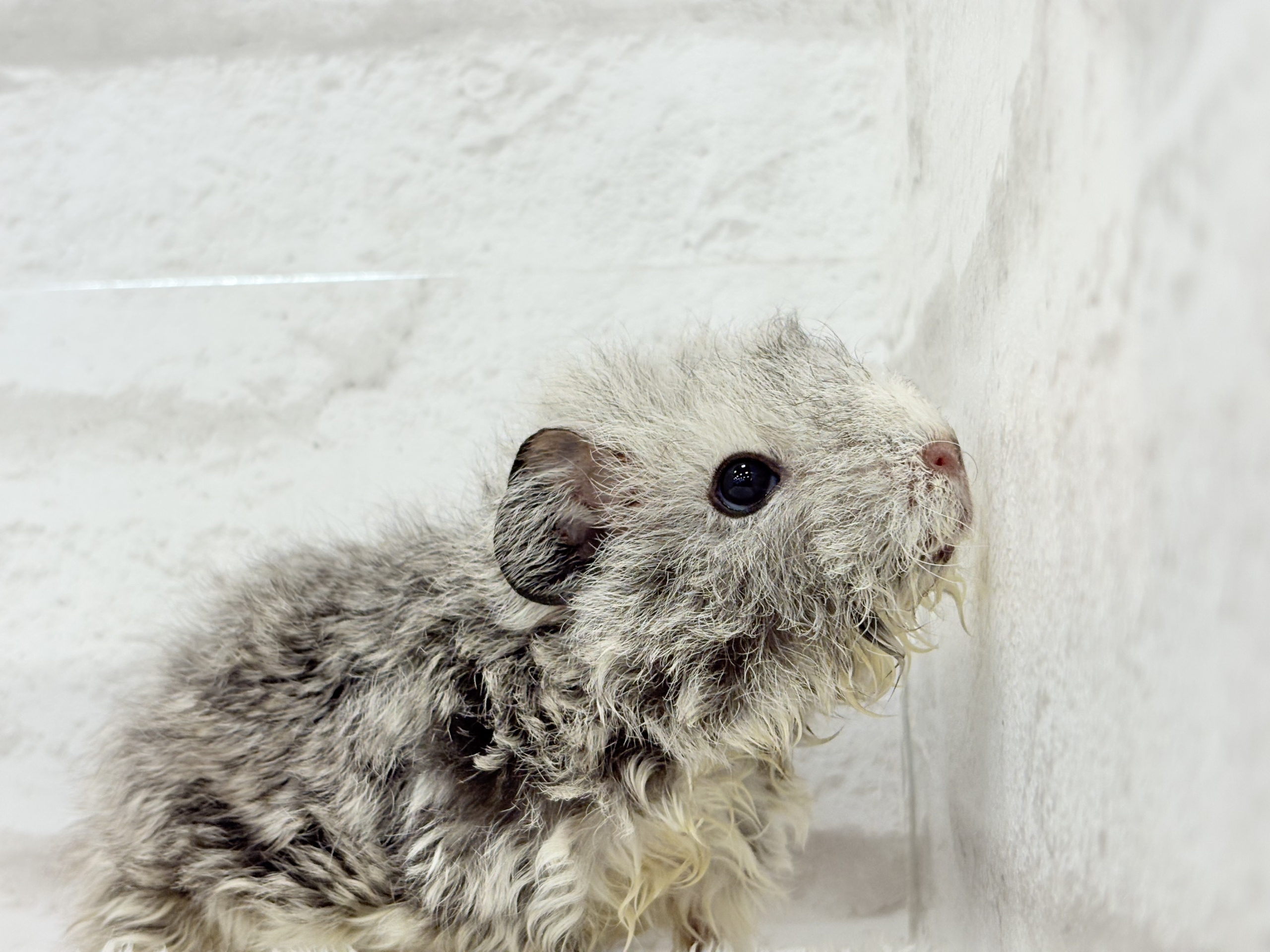 テディモルモット