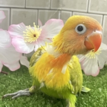 ✨最新画像✨春にパッチリ👀🌱⋆｡ふきの╰(    ╯˙-˙)╯ﾄｩｯ♪🌿‬ ボタンインコ(ヤマブキ/2026年3月生まれ)