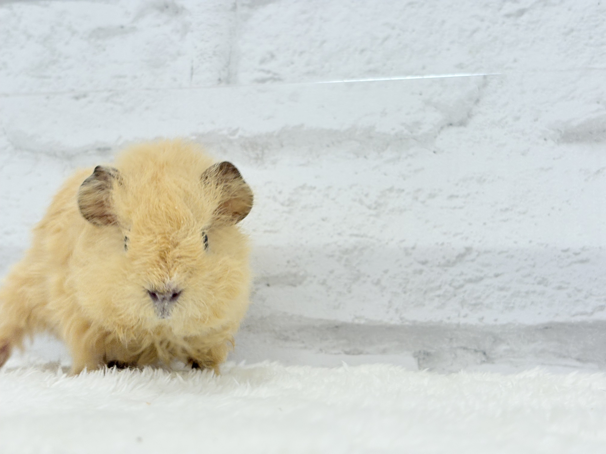 テディモルモット