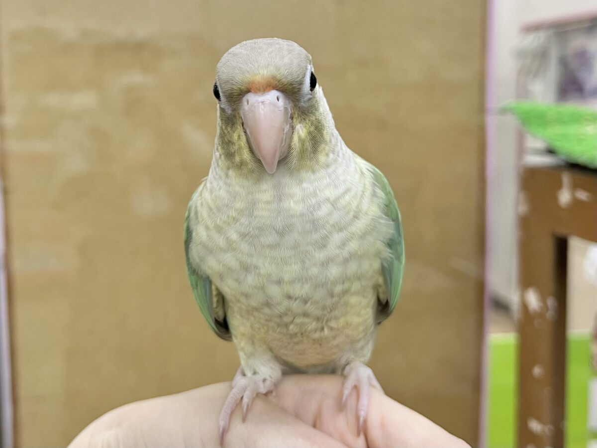 🆙最新画像あり‼️】人と遊ぶの大好き🤩🎶 ウロコインコ（ブルーシナモン）