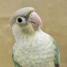 【🆙最新画像あり‼️】人と遊ぶの大好き🤩🎶　ウロコインコ（ブルーシナモン）