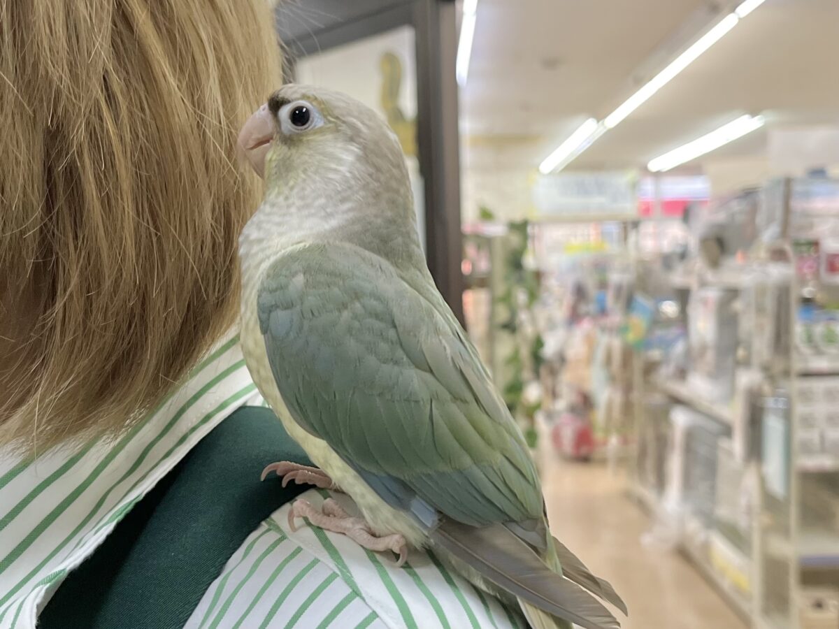 ホオミドリウロコインコ