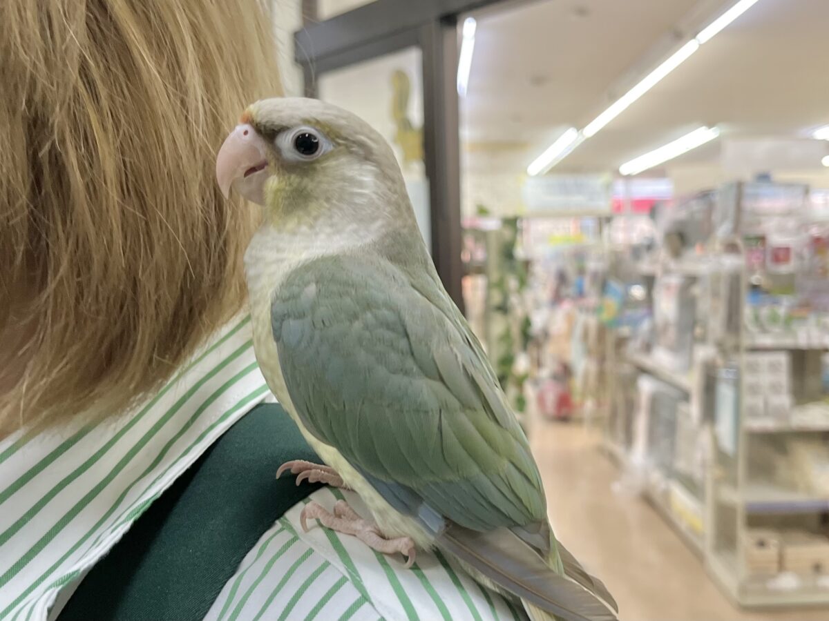ホオミドリウロコインコ