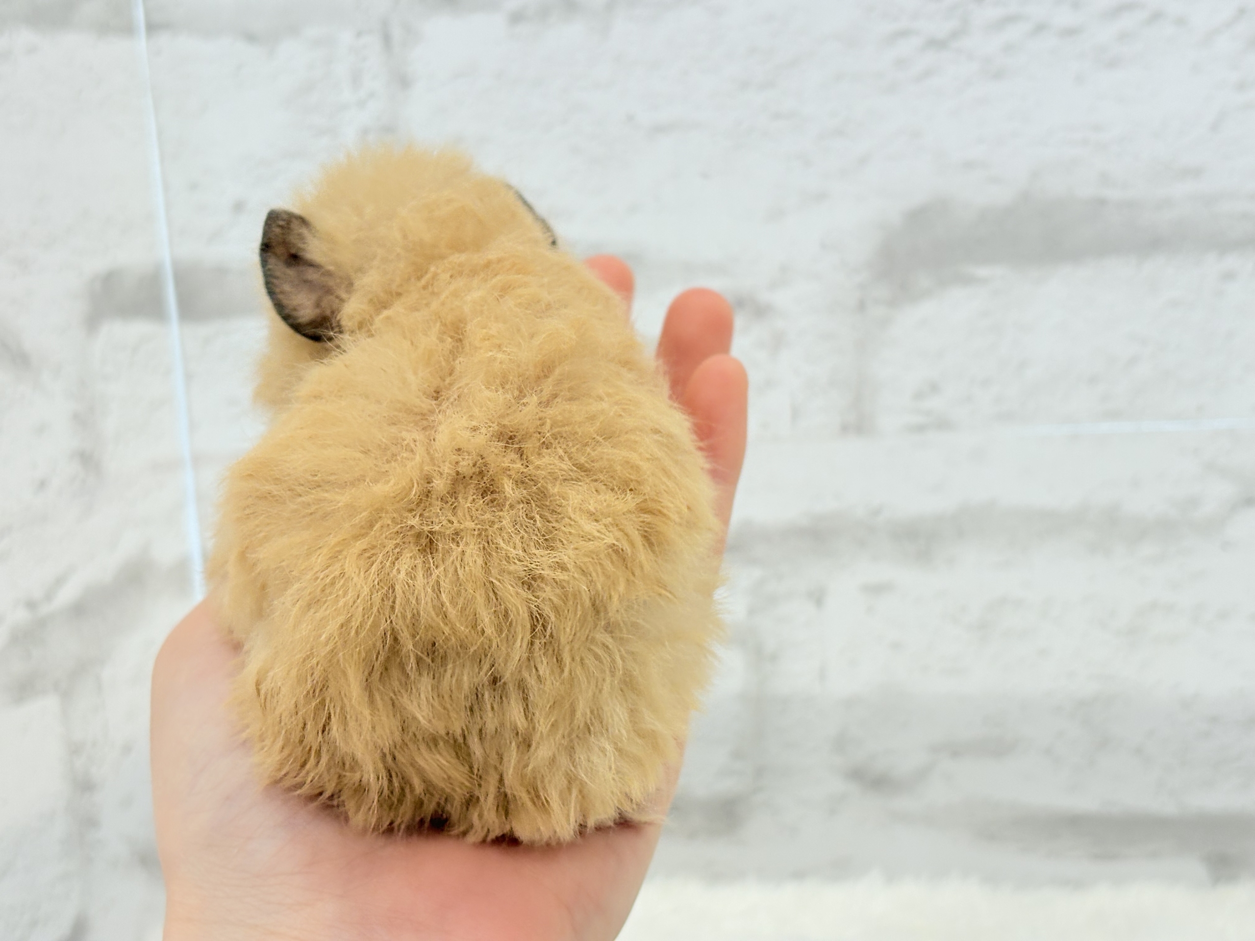 テディモルモット