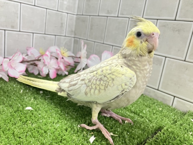 オカメインコ