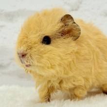 ふわもこっ🐹☁️くるくるヘアーの羊ちゃん𐔌՞ .  ̫ .  ՞𐦯テディモルモット(男の子)