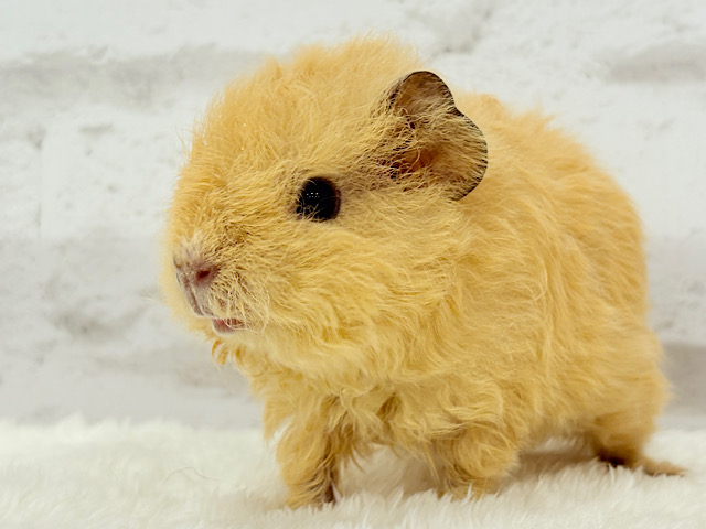 ふわもこっ🐹☁️くるくるヘアーの羊ちゃん𐔌՞ . ̫ . ՞𐦯テディモルモット(男の子)