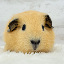 少しずつ焦げちゃうよ🐹🧡ロシアンスモークモルモット(男の子)