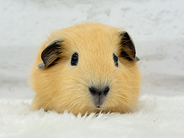 少しずつ焦げちゃうよ🐹🧡ロシアンスモークモルモット(男の子)