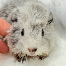 可愛いが過ぎる毛玉ちゃん🐹💖テディモルモット(女の子)