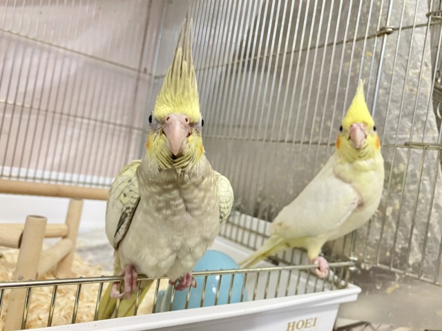 オカメインコ