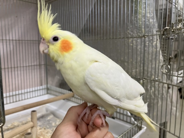 オカメインコ