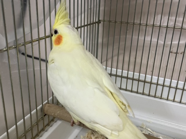 オカメインコ