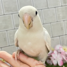 ✨最新画像✨薄っすらブルーの上品さ・・・　️️️🩵🌈🪽コザクラインコ