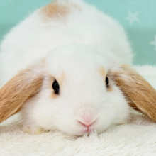 甘々💖みたらし団子みたい🍡🧡ロップイヤーラビット(ブロークン) 女の子