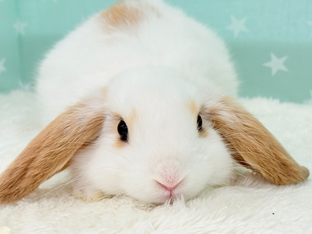 甘々💖みたらし団子みたい🍡🧡ロップイヤーラビット(ブロークン) 女の子