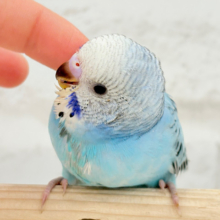 食欲旺盛‪☆空色スカイブルー🐣🩵セキセイインコ(オパーリン) ヒナ