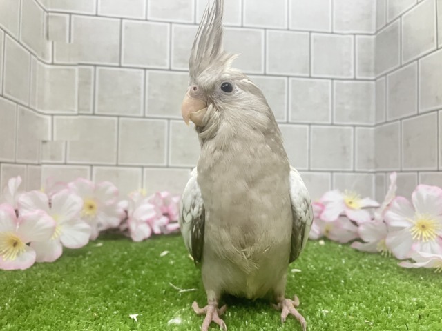 オカメインコ