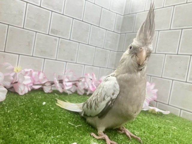 オカメインコ