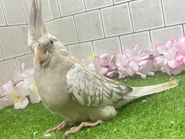 オカメインコ