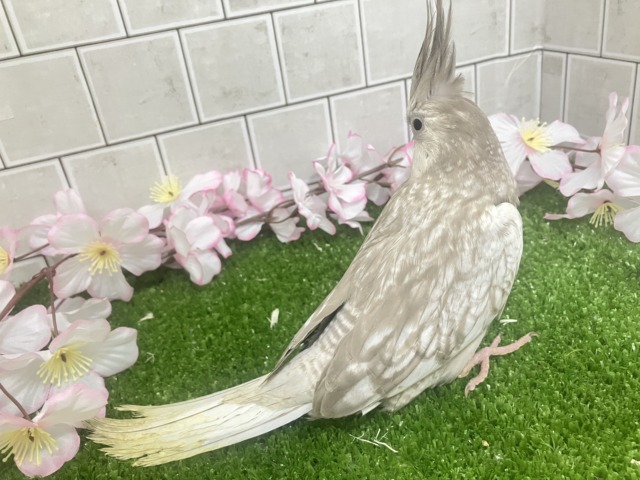 オカメインコ