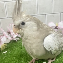 Sugarをぱっ🎀ひっそりボーダーライン┊︎❕┊︎オカメインコ(WFシナモンパール/2026年3月生まれ)