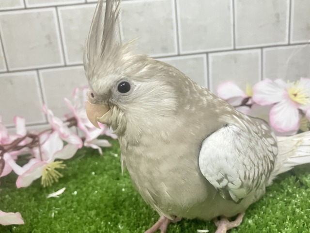 Sugarをぱっ🎀ひっそりボーダーライン┊︎❕┊︎オカメインコ(WFシナモンパール/2026年3月生まれ)