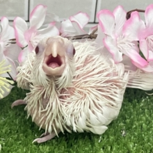 とぅるぅん🫨プッチン絹ちゃん！🤍✧*｡オカメインコ(ピュアホワイト/2026年3月生まれ)