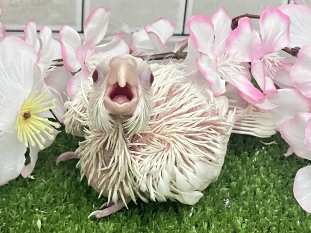 とぅるぅん🫨プッチン絹ちゃん！🤍✧*｡オカメインコ(ピュアホワイト/2026年3月生まれ)