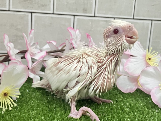 オカメインコ