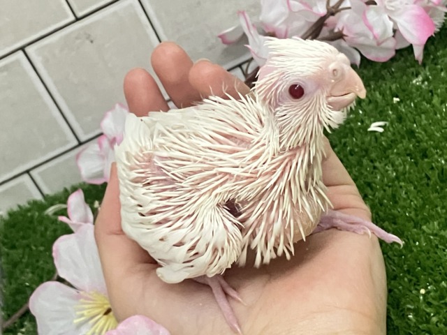 オカメインコ