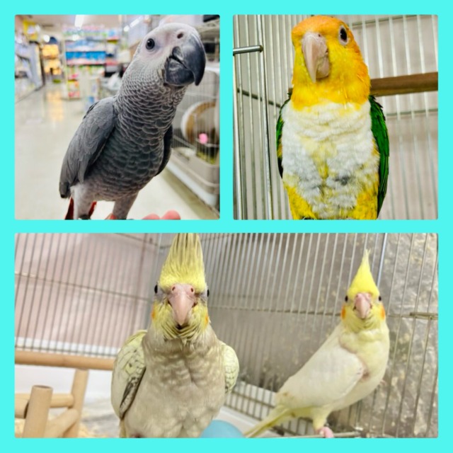 出会いが待ってる✨中・大型対象❕🌸新生活応援フェア開催です🌸