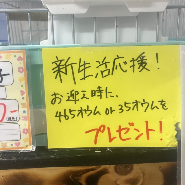 出会いが待ってる✨中・大型対象❕🌸新生活応援フェア開催です🌸 説明画像です